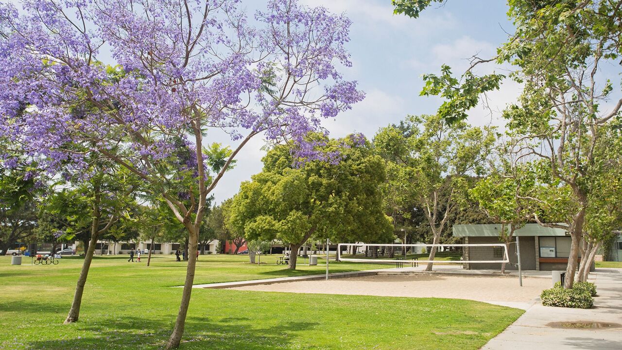 Sand Volleyball Court With Purple and Green Trees Surround It